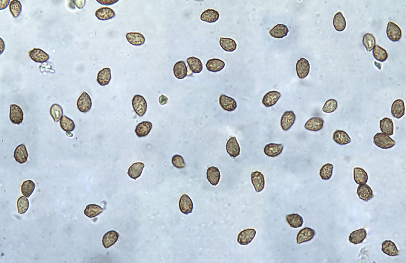 Cortinarius parhonestus spores Cortinarius parhonestus spory